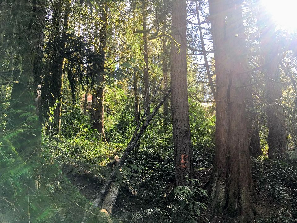 The forest