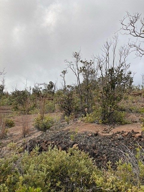 1st image of Plumeria Ln Lot 10