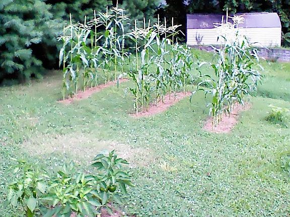 Garden Area & Storage Bldg