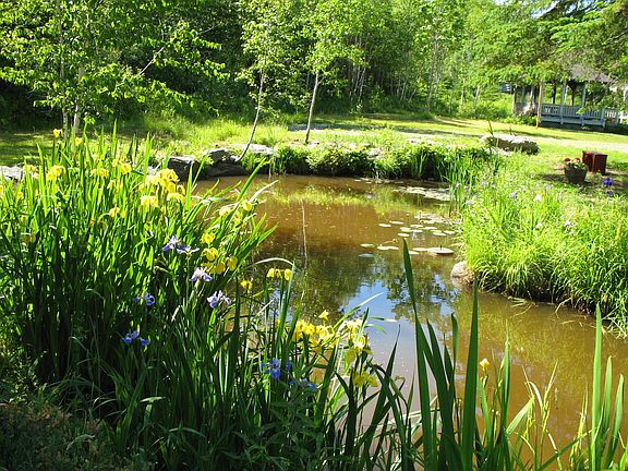 Pond
