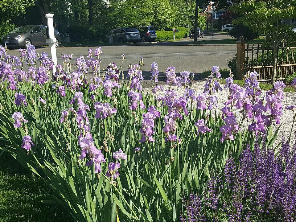 Irises near Driveway (May only)