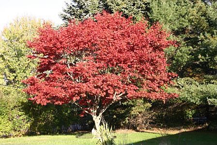 Maple in Front Yard