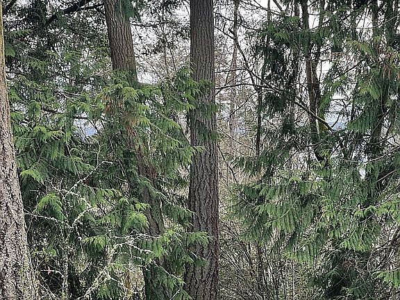 Evergreen foliage