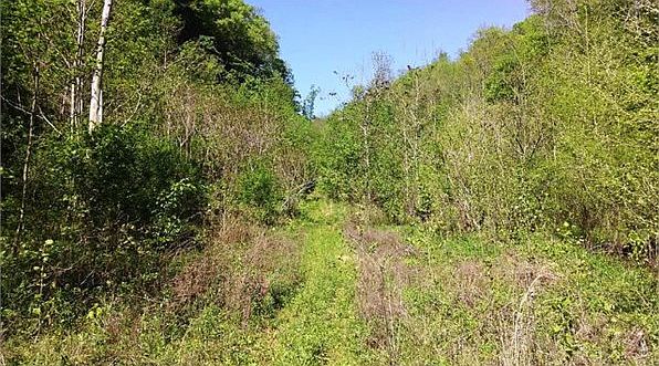 2nd image of 377 Swan Creek Rd