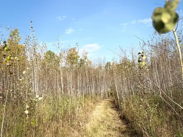 N Eighty Town Rd #6, Northome, MN 56661