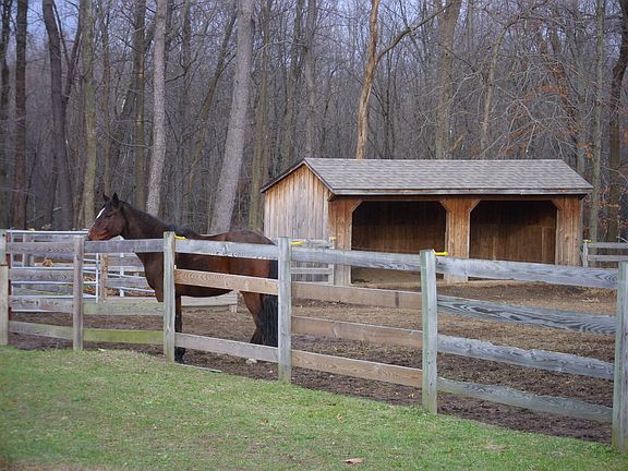 Fenced paddock w/ run in shed