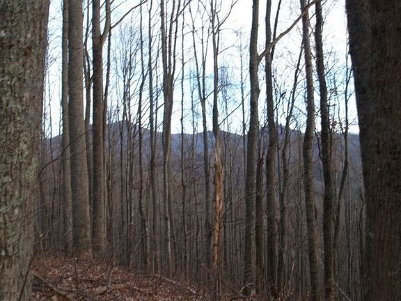 View into Balsam Preserve at the top of the property