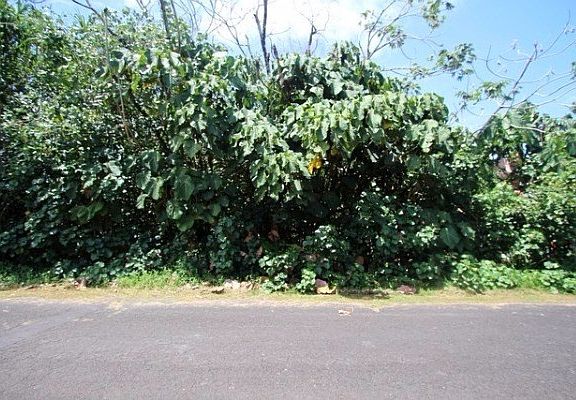 2nd image of Papai St Lot 7
