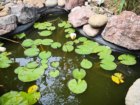Water Feature in Backyard
