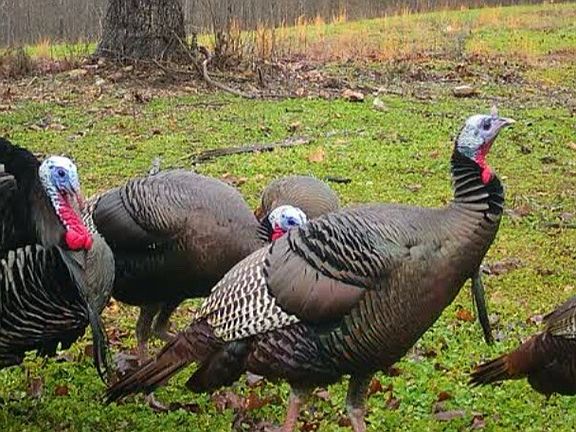 4th image of 10 Tomahawk Slab Rd