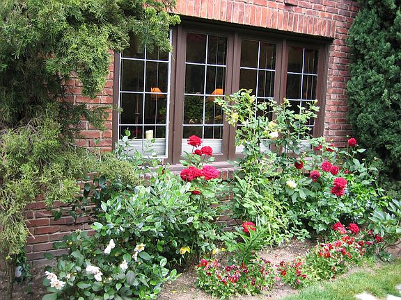 Rose garden in front of living rm window