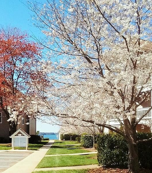 Grounds in spring 