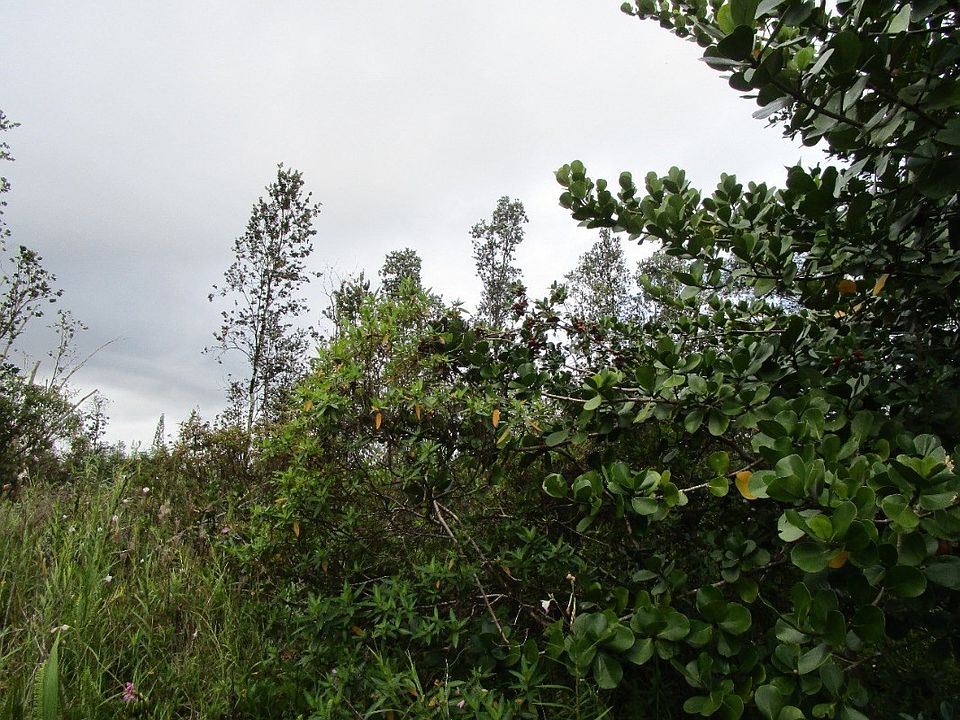 2nd image of 16th Avenue Laau Paina Lot 260
