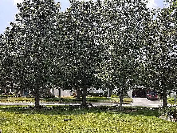 Mature Magnolias