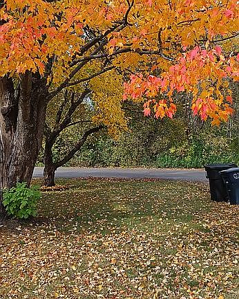 Fall of 2025. My yard