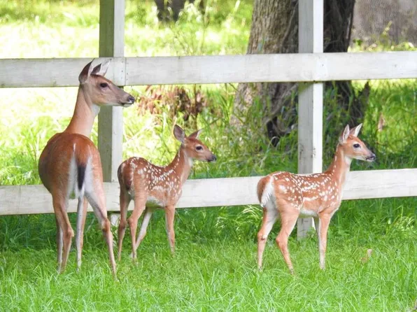 129 Shoreline Dr, Cleveland, TX 77327