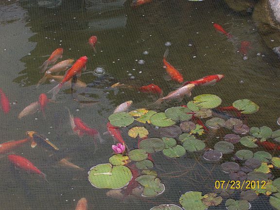 Front Koi Pond