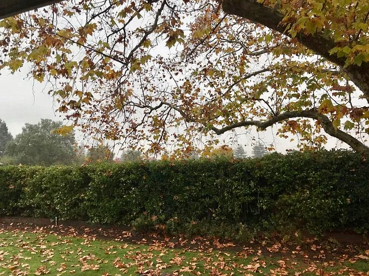 Backyard in the Fall