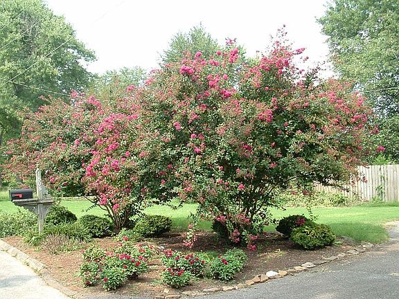 Crepe Myrtle Garden