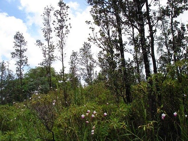 2nd image of Hibiscus Dr Lot 30