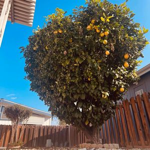 27250 Murrieta Rd Space 364, Menifee, CA, 92586