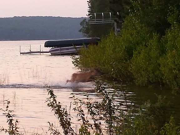 Deer swam across lake and onto property