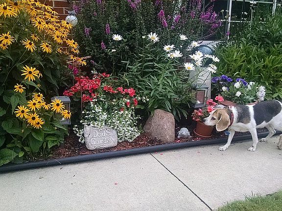 well landscaped yard