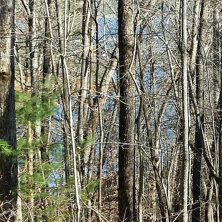 Borders National Forest