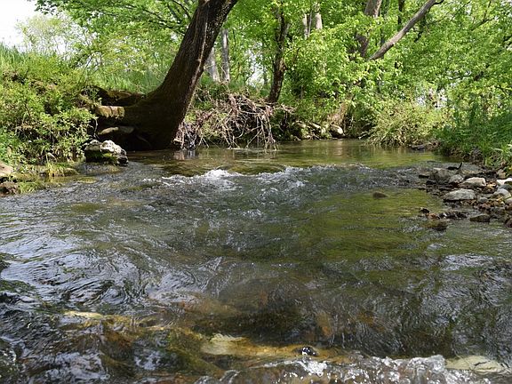 One of two creeks.