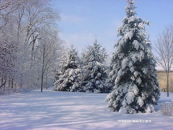 Backyard Winter