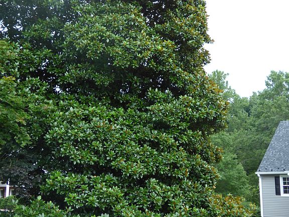 5th image of 3451 Ivylink Pl