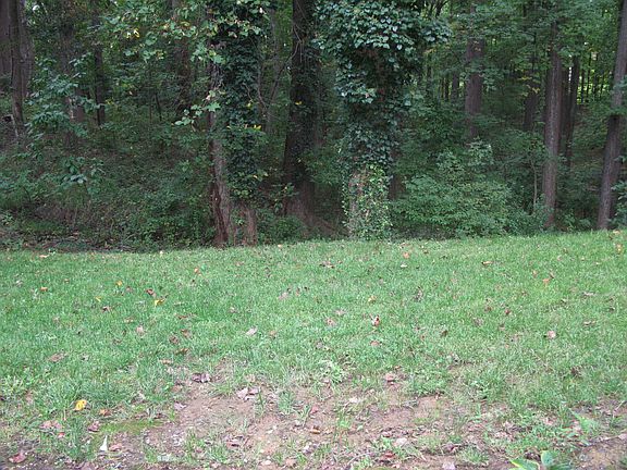 yard with tall trees