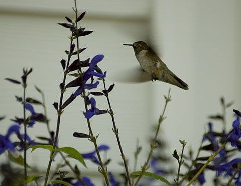 Hummingbird in the Sage