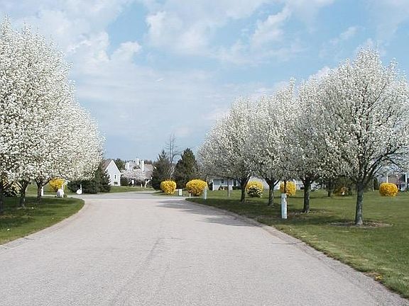 Beautiful Spring at Whitehall