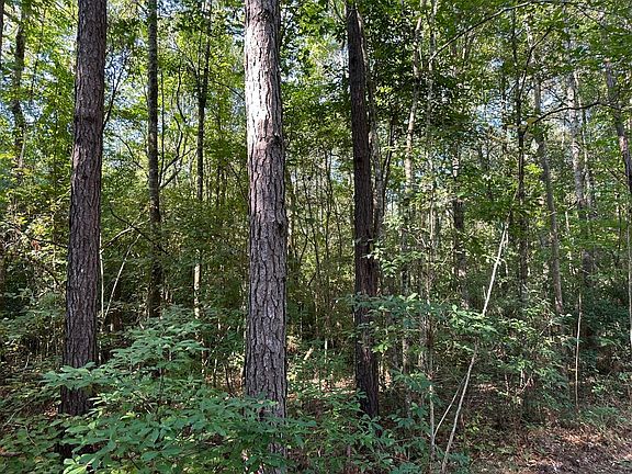 hardwoods along Beaverdam Creek