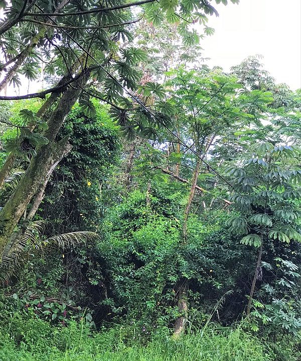 2nd image of Paradise Rd Lot 240