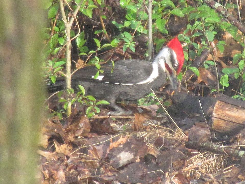 wood pecker in backyrad