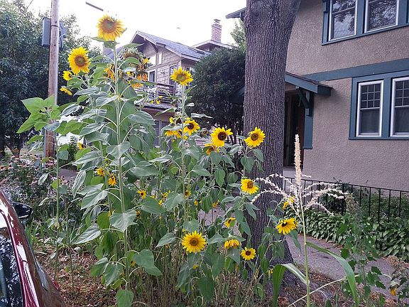 Front yard garden flowers