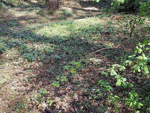 view of back terraces 