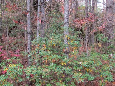 Lot #74 Big Pine Road, Sapphire, NC, 28774