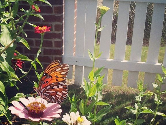 Zinnia garden in side yard