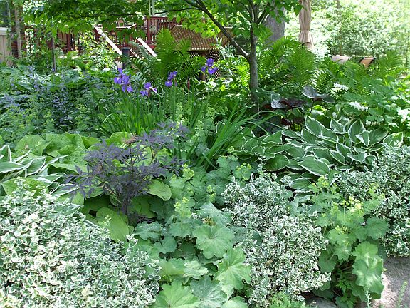 View of perennial garden #1