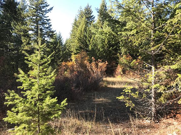 Old driveway/rd on property
