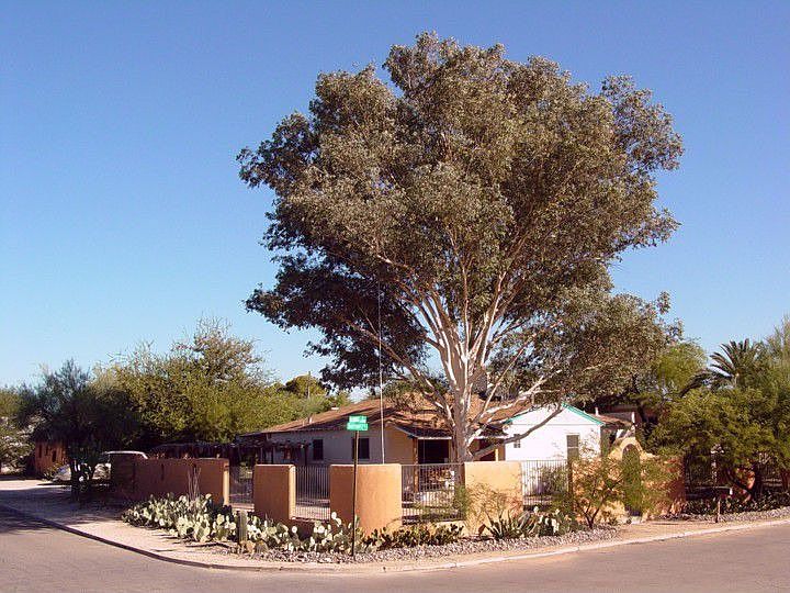 Huge corner lot with mature shade trees