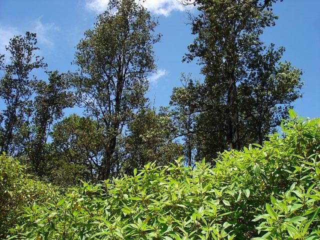 1st image of Kuhio Dr Lot 42