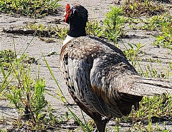 53rd image of this home