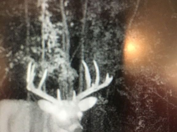 Trailcam photos in woods