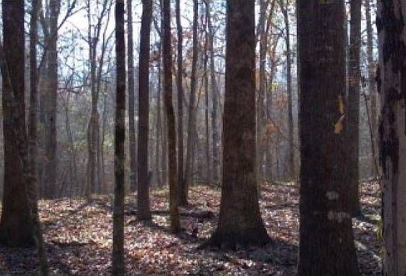Many mature oaks