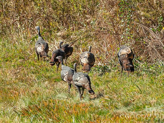 5th image of 0 Bud Davis Rd #9