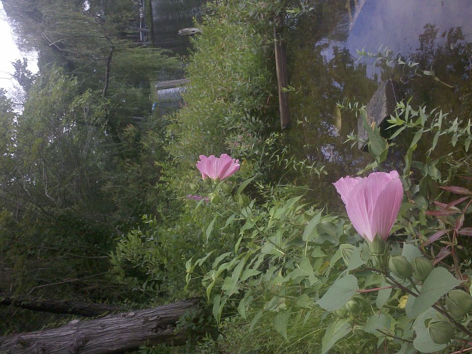 flowers at the lake